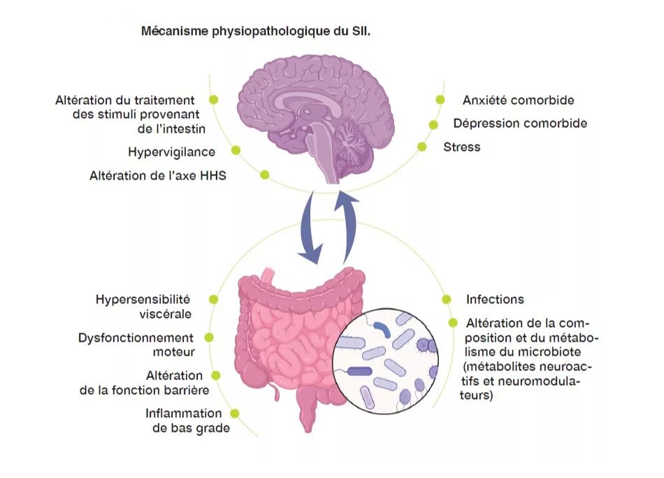 Schéma relation instestin-cerveau